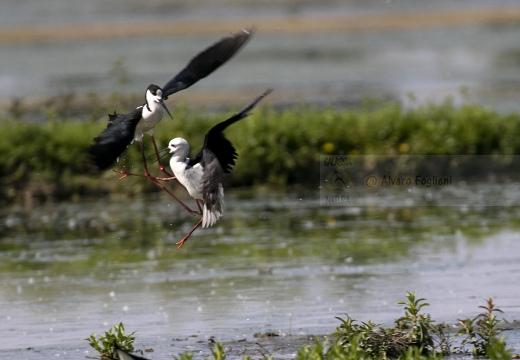 CAVALIERE D'ITALIA, Black-winged Stilt, Échasse blanche; Himantopus himantopus 