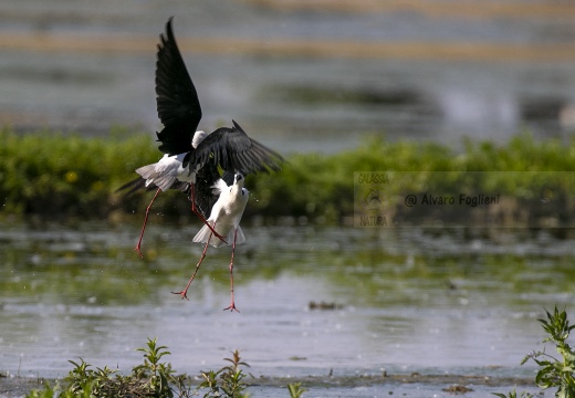 CAVALIERE D'ITALIA, Black-winged Stilt, Échasse blanche; Himantopus himantopus 