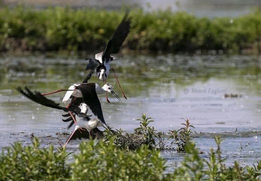 CAVALIERE D'ITALIA, Black-winged Stilt, Échasse blanche; Himantopus himantopus 