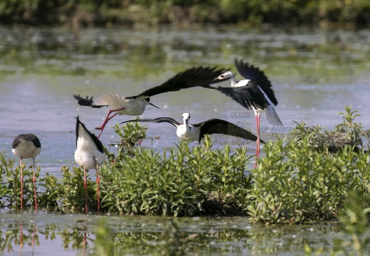 CAVALIERE D'ITALIA, Black-winged Stilt, Échasse blanche; Himantopus himantopus 