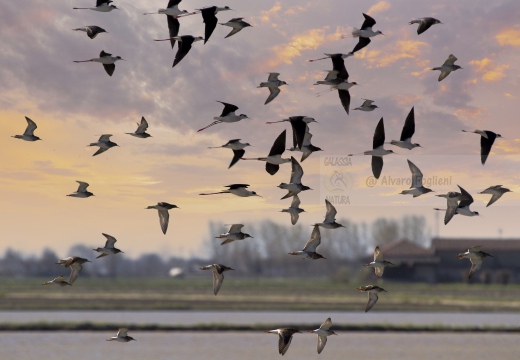 CAVALIERE D'ITALIA, Black-winged Stilt, Échasse blanche; Himantopus himantopus 