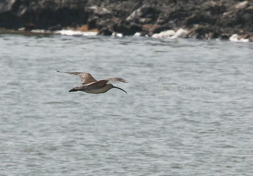 CHIURLO MAGGIORE, Curlew, Courlis cendré; Numenius arquata