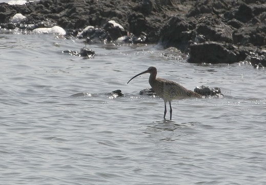 CHIURLO MAGGIORE, Curlew, Courlis cendré; Numenius arquata