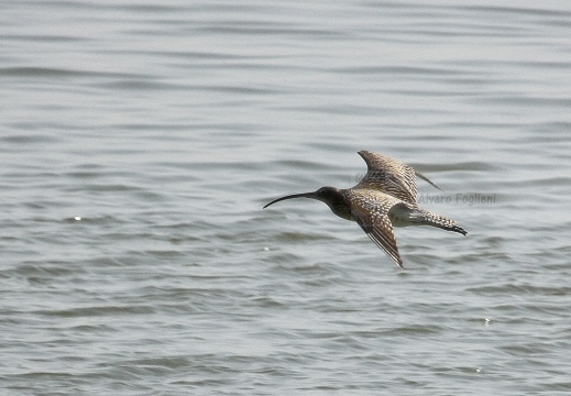 CHIURLO MAGGIORE, Curlew, Courlis cendré; Numenius arquata