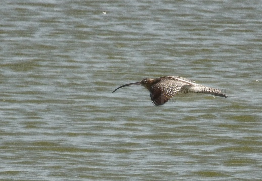 CHIURLO MAGGIORE, Curlew, Courlis cendré; Numenius arquata