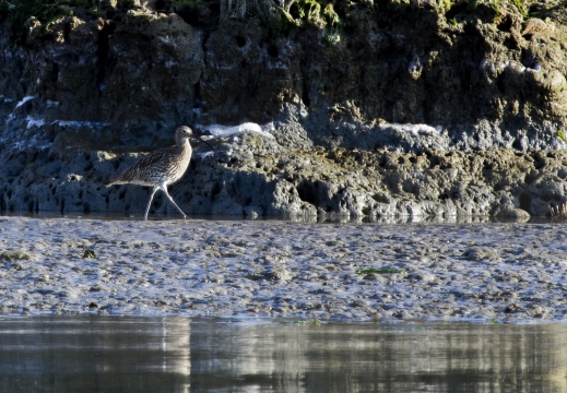 CHIURLO MAGGIORE, Curlew, Courlis cendré; Numenius arquata