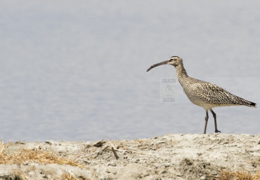 CHIURLO PICCOLO, Whimbrel, Courlis corlieu; Numenius phaeopus