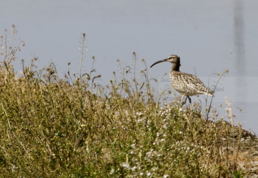 CHIURLO PICCOLO, Whimbrel, Courlis corlieu; Numenius phaeopus