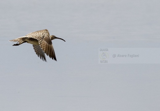 CHIURLO PICCOLO, Whimbrel, Courlis corlieu; Numenius phaeopus