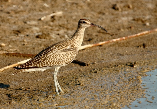 CHIURLO PICCOLO, Whimbrel, Courlis corlieu; Numenius phaeopus