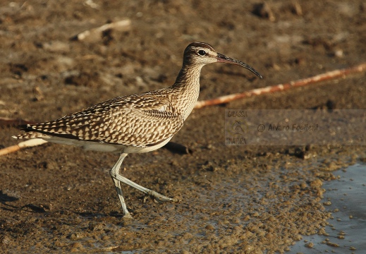 CHIURLO PICCOLO, Whimbrel, Courlis corlieu; Numenius phaeopus