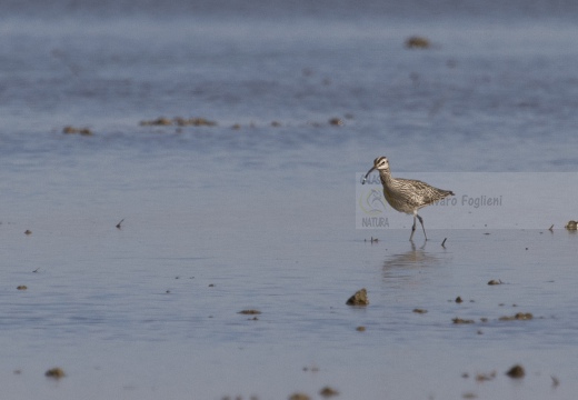CHIURLO PICCOLO, Whimbrel, Courlis corlieu; Numenius phaeopus