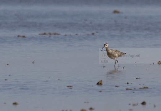 CHIURLO PICCOLO, Whimbrel, Courlis corlieu; Numenius phaeopus