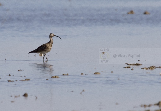 CHIURLO PICCOLO, Whimbrel, Courlis corlieu; Numenius phaeopus