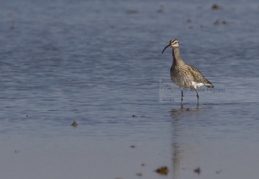 CHIURLO PICCOLO, Whimbrel, Courlis corlieu; Numenius phaeopus