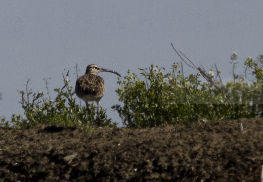 CHIURLO PICCOLO, Whimbrel, Courlis corlieu; Numenius phaeopus