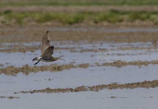 CHIURLO PICCOLO, Whimbrel, Courlis corlieu; Numenius phaeopus