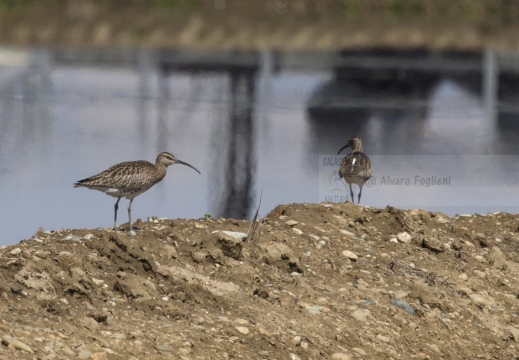 CHIURLO PICCOLO, Whimbrel, Courlis corlieu; Numenius phaeopus