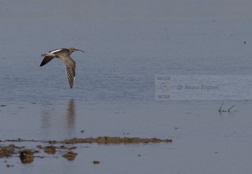 CHIURLO PICCOLO, Whimbrel, Courlis corlieu; Numenius phaeopus