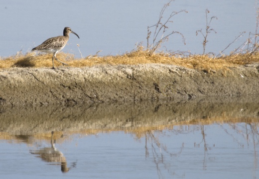 CHIURLO PICCOLO, Whimbrel, Courlis corlieu; Numenius phaeopus