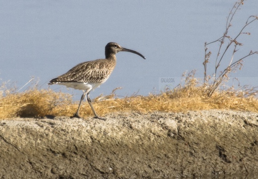 CHIURLO PICCOLO, Whimbrel, Courlis corlieu; Numenius phaeopus