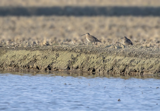 CHIURLO PICCOLO, Whimbrel, Courlis corlieu; Numenius phaeopus