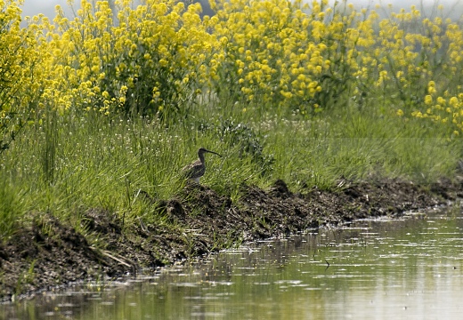 CHIURLO PICCOLO, Whimbrel, Courlis corlieu; Numenius phaeopus