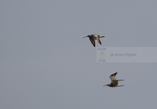 CHIURLO PICCOLO, Whimbrel, Courlis corlieu; Numenius phaeopus