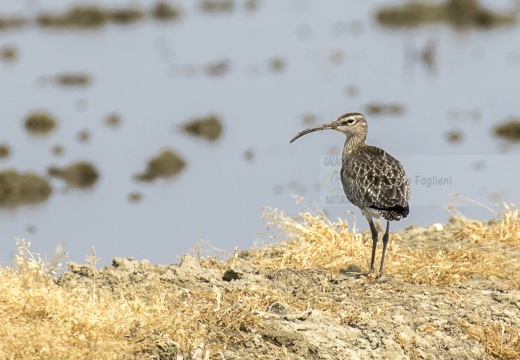 CHIURLO PICCOLO, Whimbrel, Courlis corlieu; Numenius phaeopus