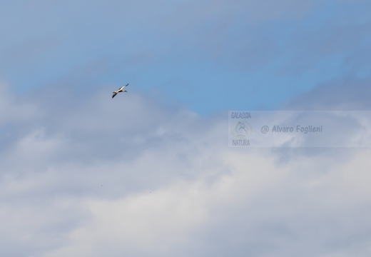 CICOGNA BIANCA; White Stork; Cigogne blanche; Ciconia ciconia 