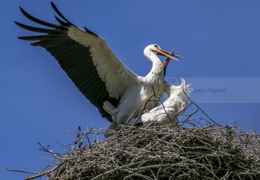 CICOGNA BIANCA; White Stork; Cigogne blanche; Ciconia ciconia 