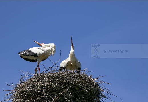 CICOGNA BIANCA; White Stork; Cigogne blanche; Ciconia ciconia 