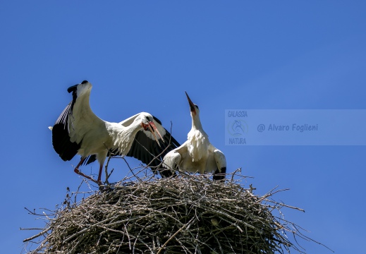 CICOGNA BIANCA; White Stork; Cigogne blanche; Ciconia ciconia 