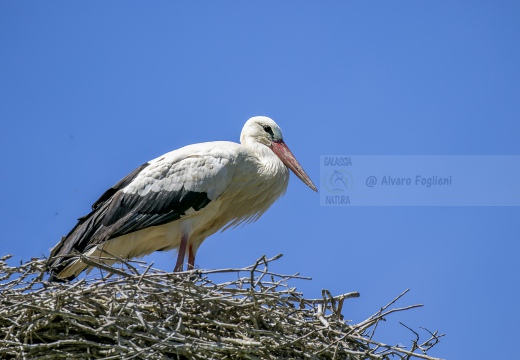 CICOGNA BIANCA; White Stork; Cigogne blanche; Ciconia ciconia 