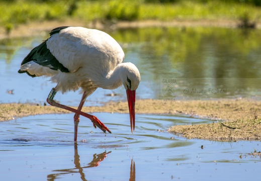 CICOGNA BIANCA; White Stork; Cigogne blanche; Ciconia ciconia 