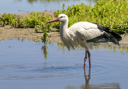 CICOGNA BIANCA; White Stork; Cigogne blanche; Ciconia ciconia 