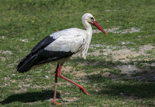 CICOGNA BIANCA; White Stork; Cigogne blanche; Ciconia ciconia 