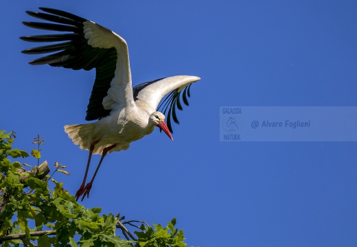 CICOGNA BIANCA; White Stork; Cigogne blanche; Ciconia ciconia 