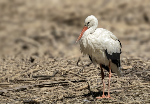 CICOGNA BIANCA; White Stork; Cigogne blanche; Ciconia ciconia 