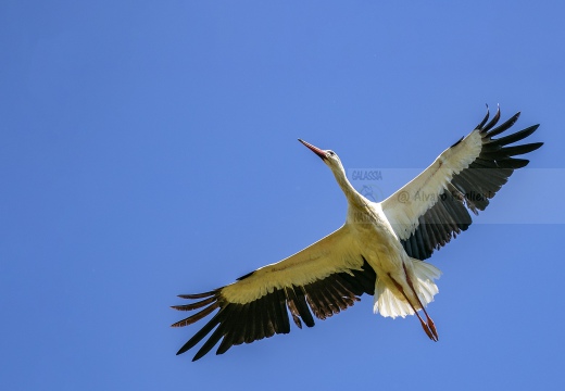 CICOGNA BIANCA; White Stork; Cigogne blanche; Ciconia ciconia 