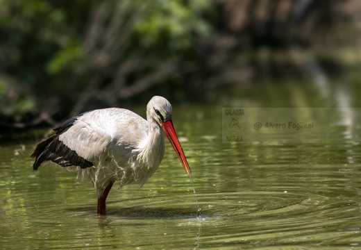 CICOGNA BIANCA; White Stork; Cigogne blanche; Ciconia ciconia 