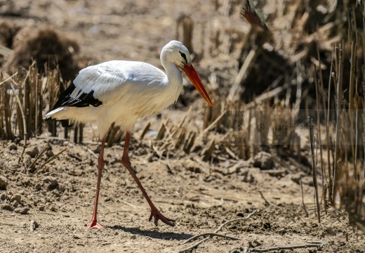 CICOGNA BIANCA; White Stork; Cigogne blanche; Ciconia ciconia 