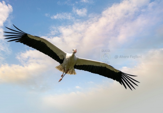 CICOGNA BIANCA; White Stork; Cigogne blanche; Ciconia ciconia 