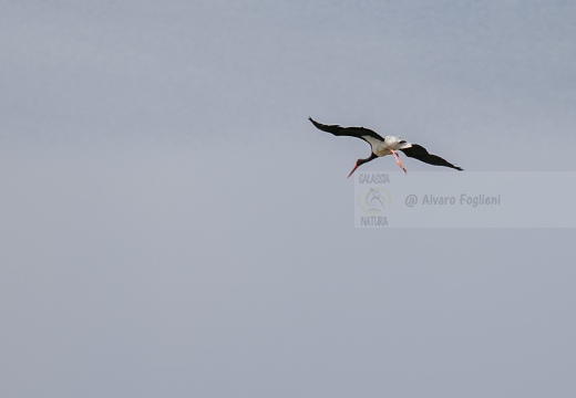 CICOGNA NERA, Black Stork, Cigogne noire; Ciconia nigra