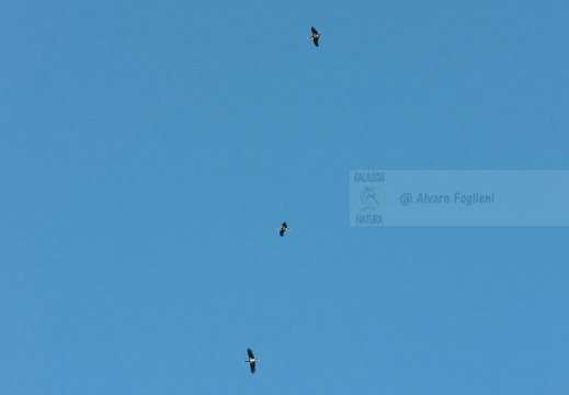 CICOGNA NERA, Black Stork, Cigogne noire; Ciconia nigra