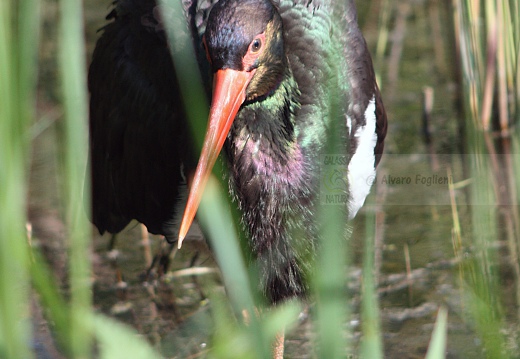 CICOGNA NERA, Black Stork, Cigogne noire; Ciconia nigra