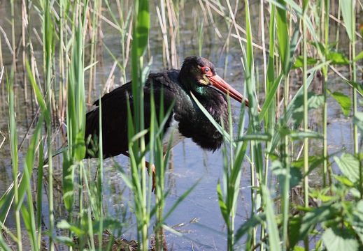 CICOGNA NERA, Black Stork, Cigogne noire; Ciconia nigra