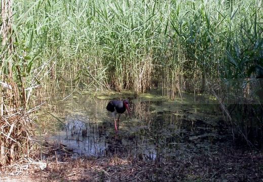 CICOGNA NERA, Black Stork, Cigogne noire; Ciconia nigra