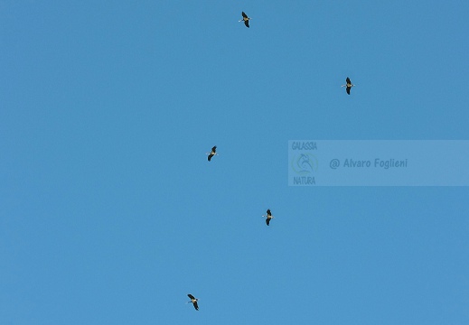 CICOGNA NERA, Black Stork, Cigogne noire; Ciconia nigra