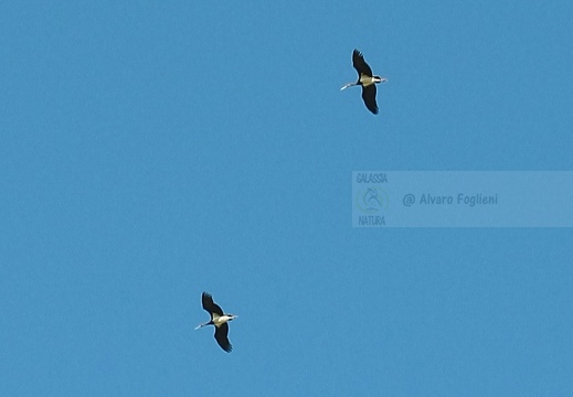 CICOGNA NERA, Black Stork, Cigogne noire; Ciconia nigra